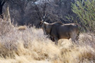 Common Eland