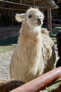 Alpaca