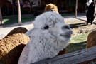 Alpaca