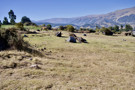 Quillarumiyoc archeological site - shared with cattle