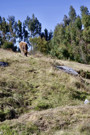 Quillarumiyoc archeological site - shared with cattle