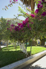 Park in Limatombo - a bougainvillea ‘tree’