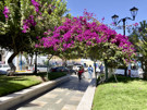 Park in Limatombo - a bougainvillea ‘tree’