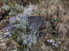 Flowers along the trail