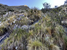 Flowers along the trail