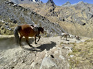 Pack animals coming down from the pass (they have the right of way)