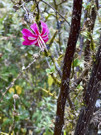 Orchids in the trees