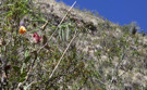 More flowers in the trees