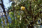 Some type of moss or fungus in the trees