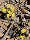 Unique ground flowers