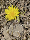 A specialized dandelion type ground flower - very few leaves