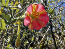 Another tree flower