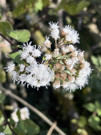 Tree flowers came in all shapes and colors (or white)