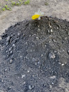 Finished the Pachamanca cooking with a ceremony and marking the top of the cooking mound