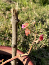 Many interesting flowers in the landscaped grounds