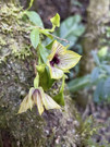 Orchid in a tree by the lodge