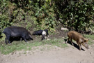 Native wildlife (domesticated pigs)