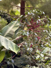 Coffee plant near our Lucma Lodge