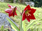 Many, many exotic flowers around our Lucma Lodge