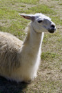 Alpaca