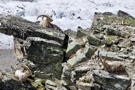 Alpine Ibex sunning just below the trail