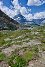 Groups of tiny bright wild flowers adorn the trail