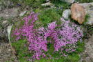 These tiny flowers endure extreme weather