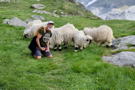 Our guide Pierre meeting his new friends, the Valais Blacknose sheep