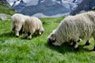 Valais Blacknose sheep doing their thing