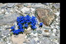 Even here with practically nothing but stone and water, small mountain flowers have established footholds