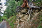 Fractured base of tree showing roots diving into rocks along the trail