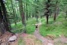 Down through the trees approaching the valley floor