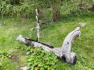 A unique spring brought up along a branch, through a pipe and into a trough carved in the log