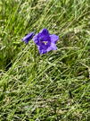 Wildflowers were everywhere including bright purple ones