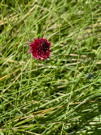 Red wildflower