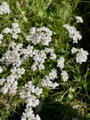 Cluster of small, white wildflowers