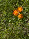 Orange/red wildflowers