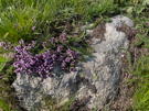 Small purple cluster of wildflowers on top of a rock