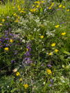 Mix of purple, white and yellow wildflowers