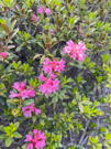 Group of small clusters of pink wildflowers