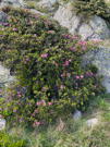 Bush between large stones with scattered pink wildflowers on the bush