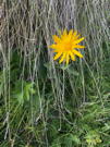 Lone bright yellow wildflower