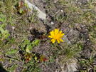 Mountain flowers continue