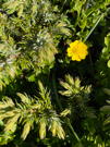 Bright yellow flower