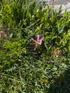 Pink mountain flower