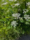 Clusters of tiny white flowers