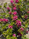 Bright pink mountain flowers