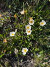 White mountain flowers with yellow centers