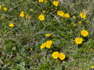 Bright yellow mountain flowers