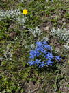 Cluster of blue flowers with lone yellow flower behind them